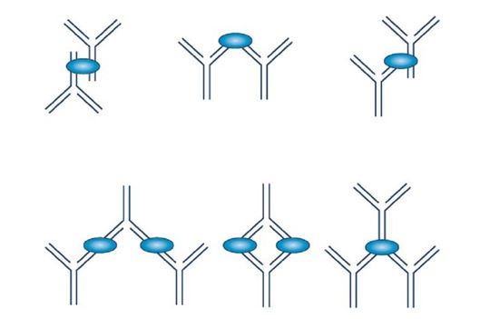 The schematic diagram of the aggregation of therapeutic mAbs.