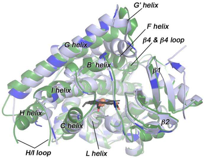 Fig.1 Structures of the mammalian ancestral and human CYP1B1 cytochrome P450 enzymes. (Bart, et al., 2020)