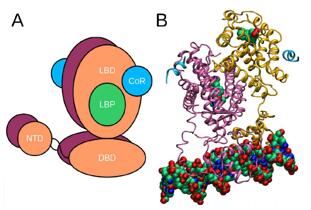 Assembly of NRs and their interaction partners.