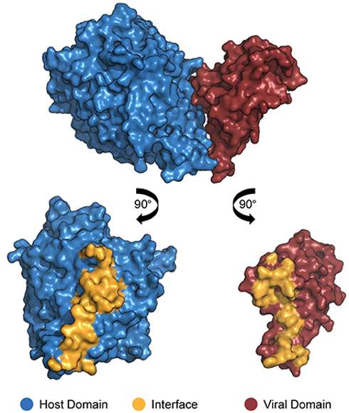 Fig.1 Protein interactions in virus-host systems. (Brito and John, 2017)