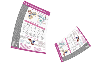 Antibodies Infographic