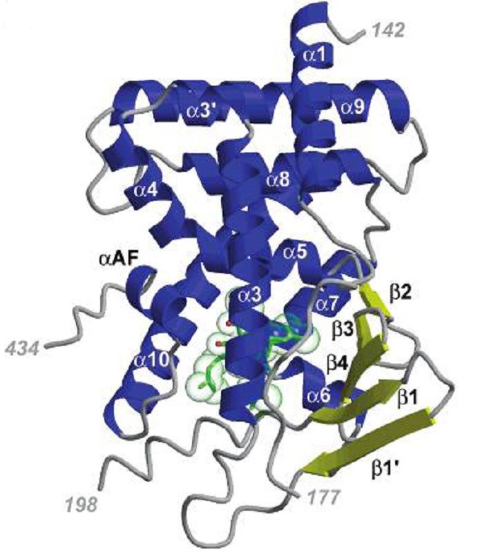 Human PXR crystal structures.