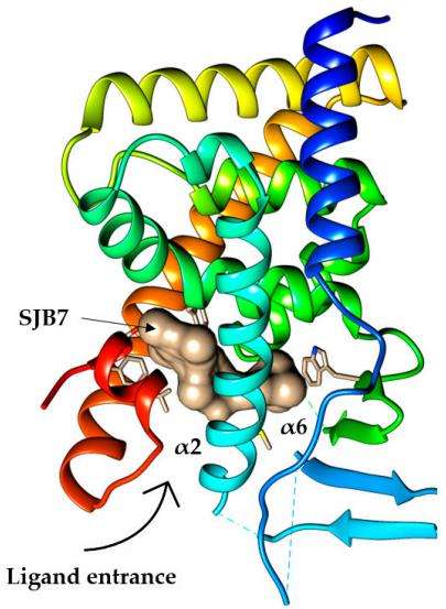 Fig.1 The crystal structure of the PXR LBD complexed with SJB7. (Kamaraj, et al., 2022)