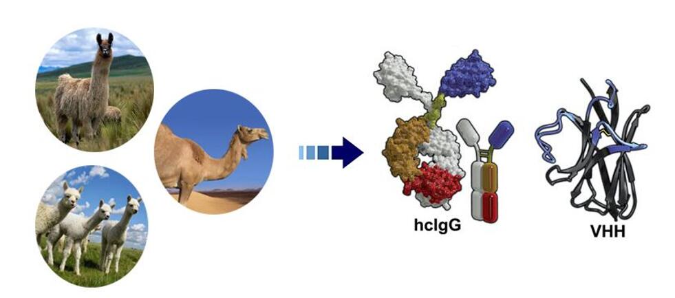 Fig. 1 A figure shows single domain antibodies from different camelid species. (Creative Biolabs Original)