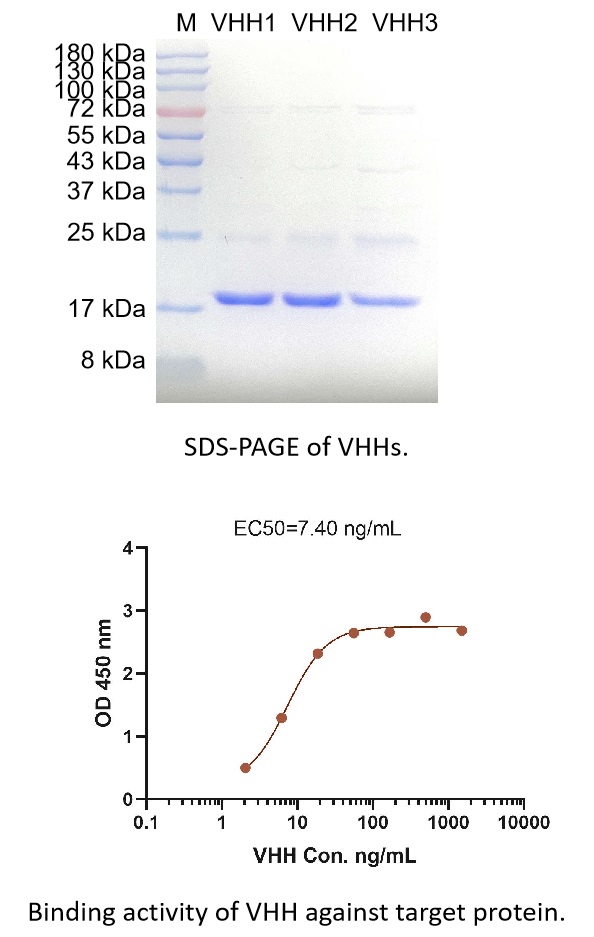 Fig. 5 A SDS-PAGE results and a ELISA based line chart revealed successful sdAb production with high purity and good affinity. (Creative Biolabs Original)