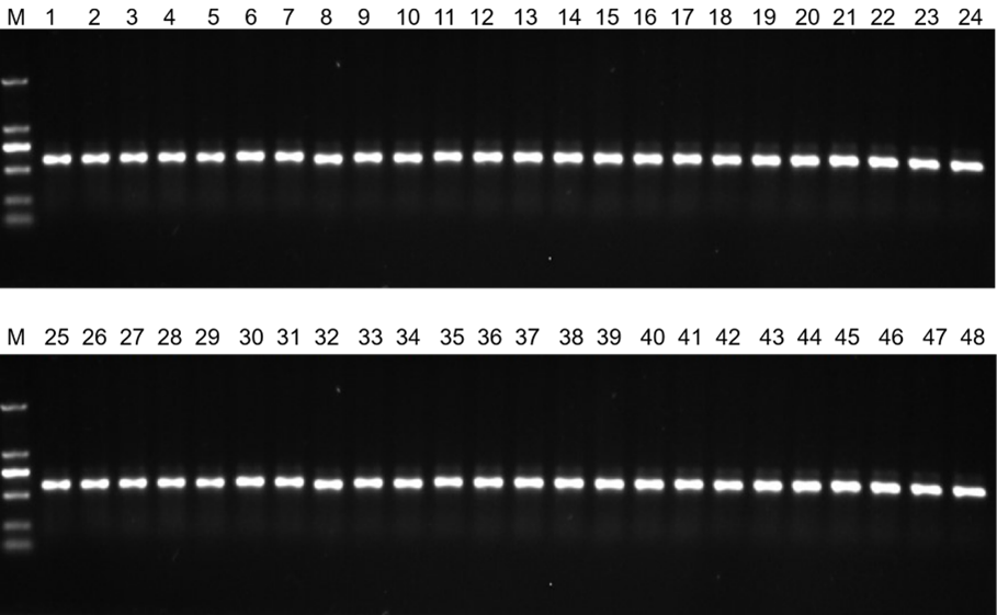 Fig. 3 An excellent PCR results prove an immune sdAb library is constructed with high accuracy. (Creative Biolabs Original)