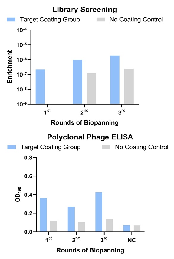 Fig. 4 A pair of histogram revealed positive sdAb binders have been enriched properly through library screening against target protein. (Creative Biolabs Original)