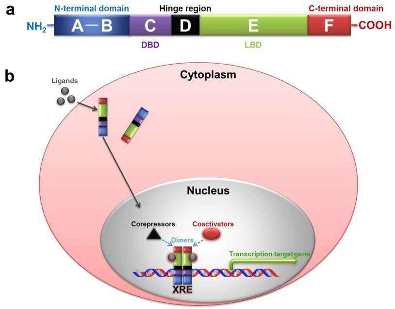 Fig.1 Schematic structure of NRs and model of NR signaling. (Xu, Yonggong and Jing, 2018)