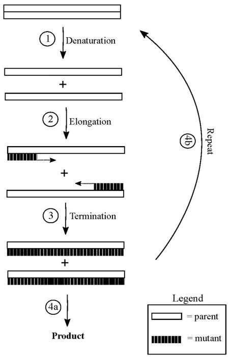 Fig.1 DNA shuffling workflow. (https://commons.wikimedia.org/wiki/File:DNA_Shuffling111.jpg)