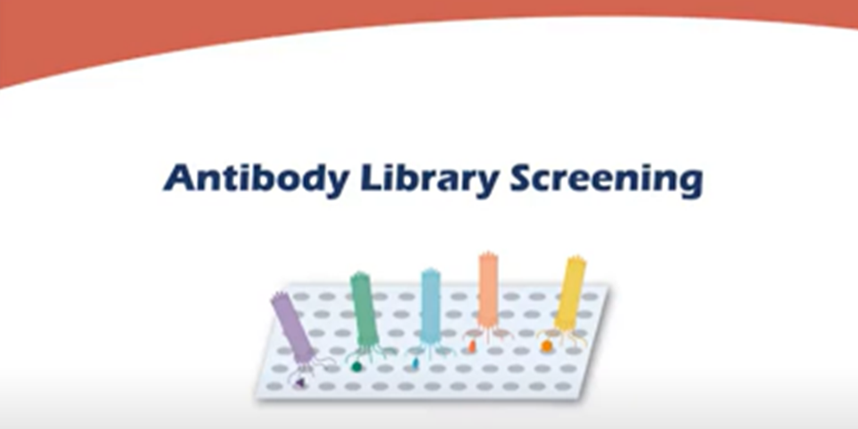 Antibody Library Screening