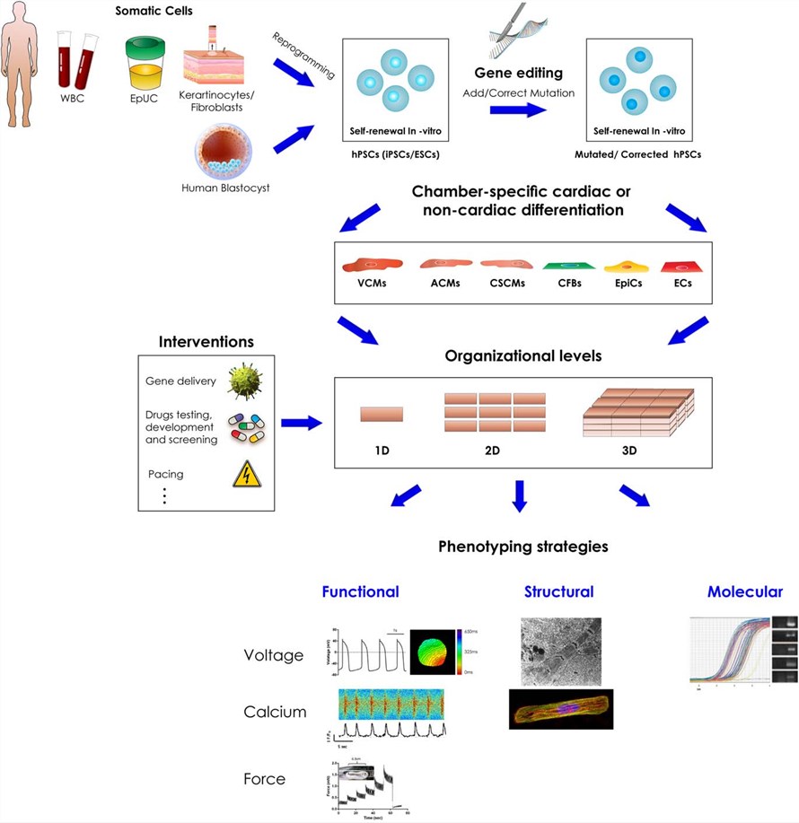 Implementation of hPSC-CMs in cardiac research.