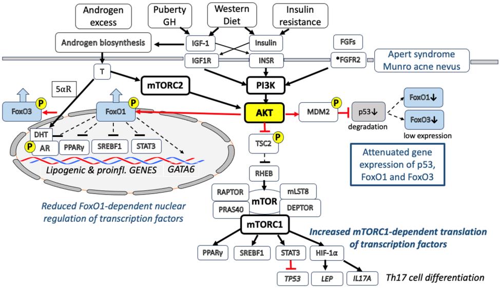 Fig.2 The steps of PPARG expression assay based on iPSC-derived human sebocyte models. (Creative Biolabs Original)