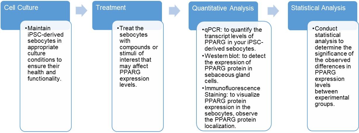 Fig.1 Role of PPARγ in the regulation of acne. (Melnik, 2023)