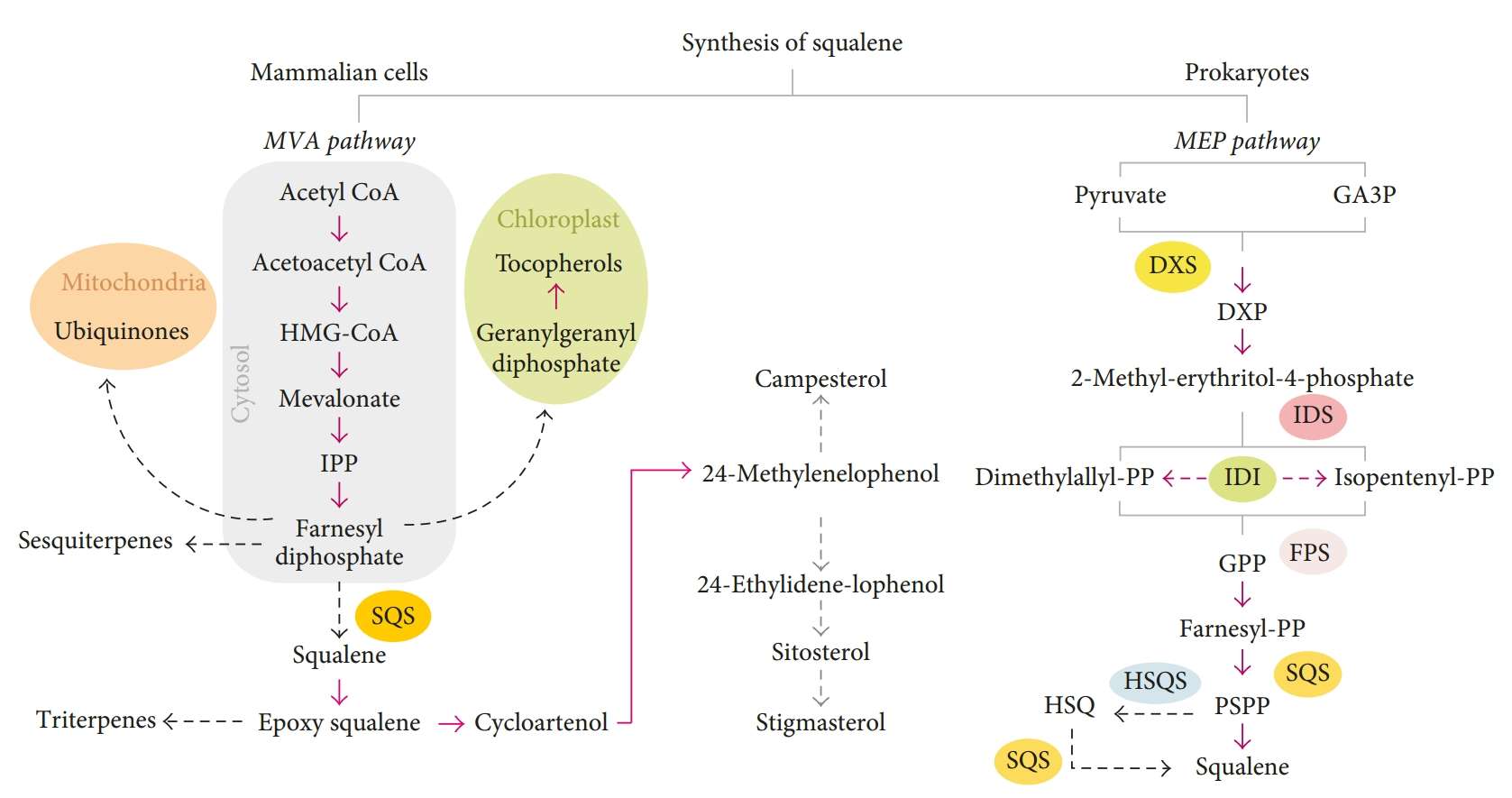 Fig.2 Different squalene synthesis routes. (Grande, et al., 2018)