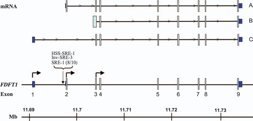 Fig.3 FDFT1 gene. (Do, et al., 2008)