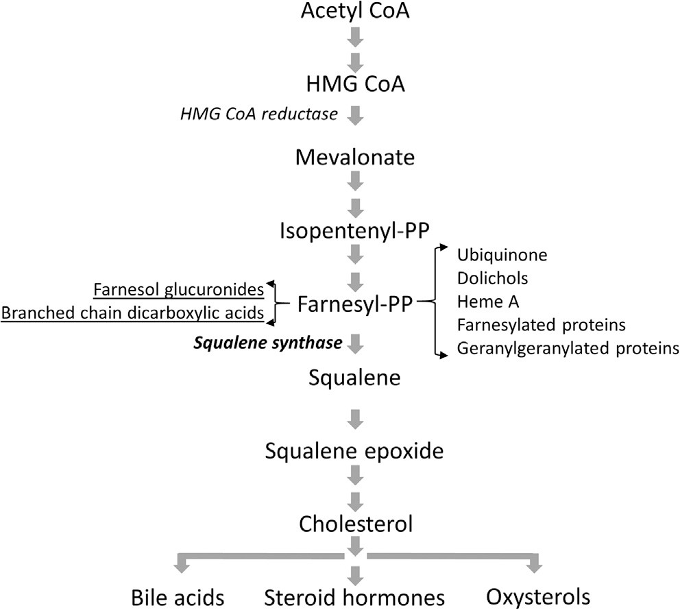 Fig.4 Squalene involvement in the biosynthesis of isoprenoids and cholesterol.. (Coman, et al., 2018)