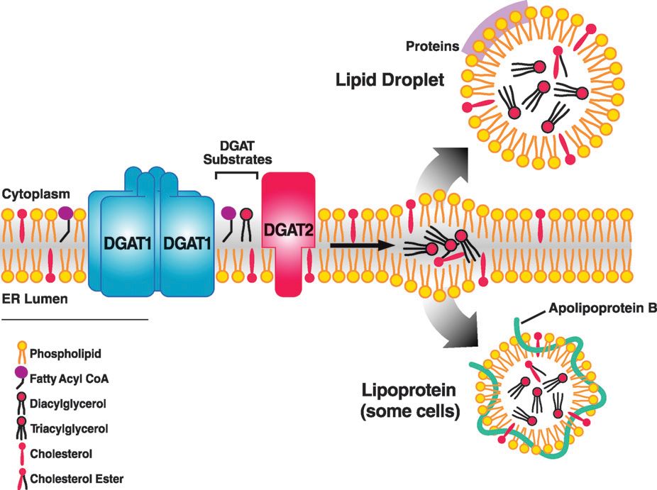 Fig.2 DGAT enzymes in triacylglycerol synthesis. (Yen, et al., 2008)