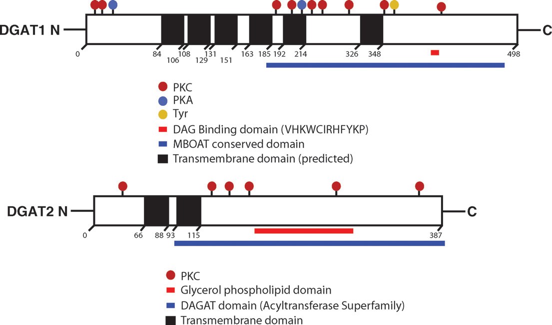 Fig.3 DGAT enzymes structure. (Yen, et al., 2008)