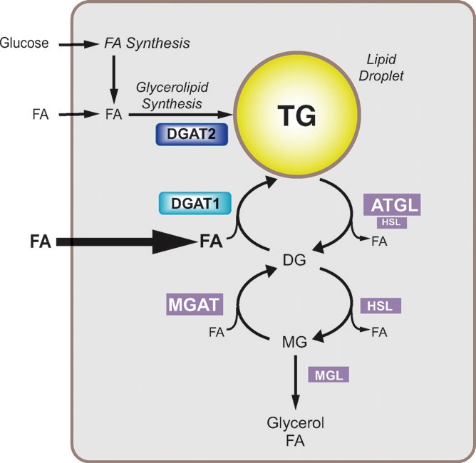 Fig.4 Intracellular roles of DGAT enzymes. (Yen, et al., 2008)