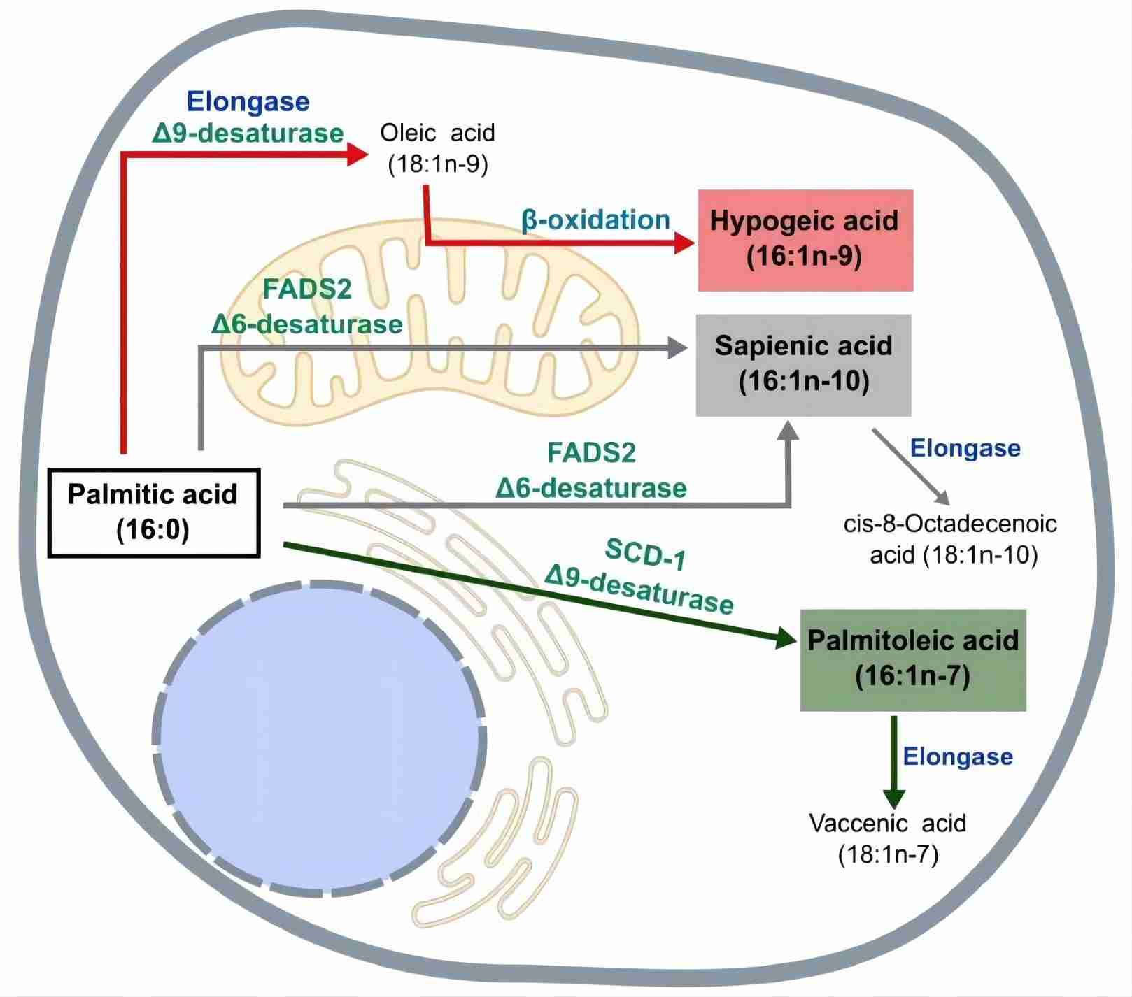 Fig.1 Sapienic acids synthesis steps. (Bermúdez, et al., 2022)