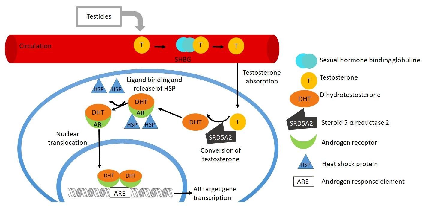 Fig. 1 The pathway of androgen receptor stimulation. (Martínez-Rojo, et al., 2021)