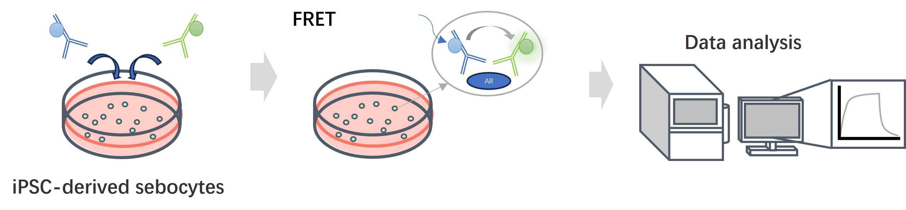 Fig. 2 The workflow of androgen receptor stimulation assay. (Creative Biolabs Original)