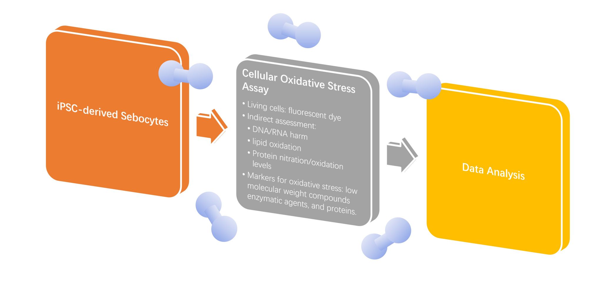 Fig.2 Workflow of cellular oxidative stress assay. (Creative Biolabs Original)