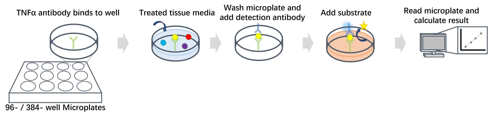 Fig. 2 Workflow of TNFα monitoring. (Creative Biolabs Original)