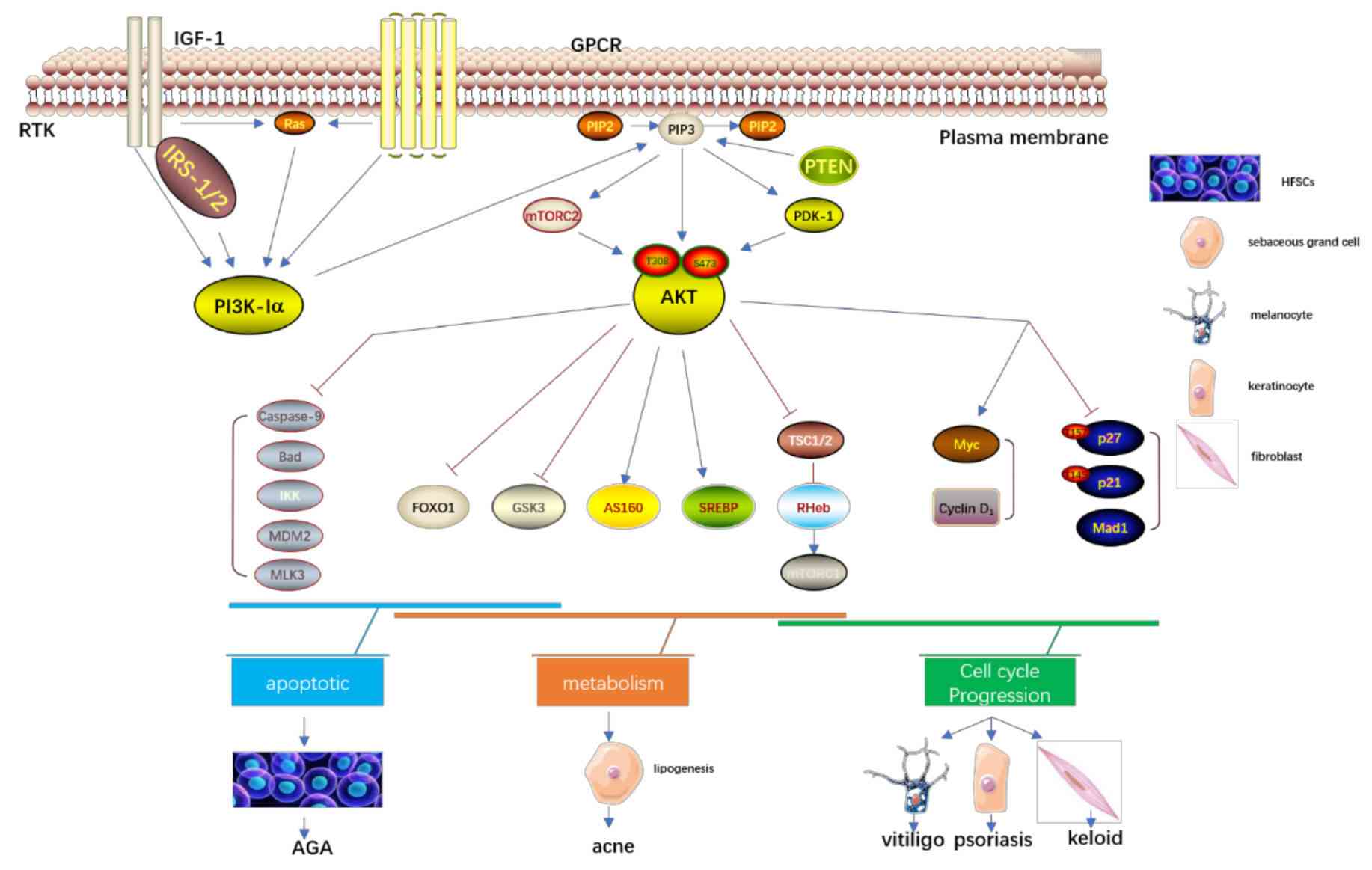 Fig.1 A regulation network of cell proliferation in skin disorders. (Teng, et al., 2021)