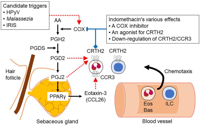 Fig.1 The inflammatory pathway of arachidonic acid. (Zouboulis, et al., 2022)