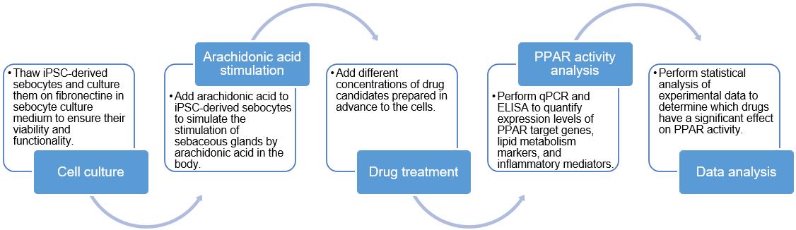 Fig.2 Key steps of PPAR stimulation assay based on iPSC-derived sebocyte model. (Creative Biolabs Original)