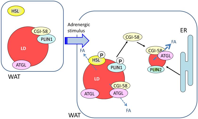 Fig.1 PLIN1-dependent lipolysis in adipocytes. (Itabe, et al., 2017)