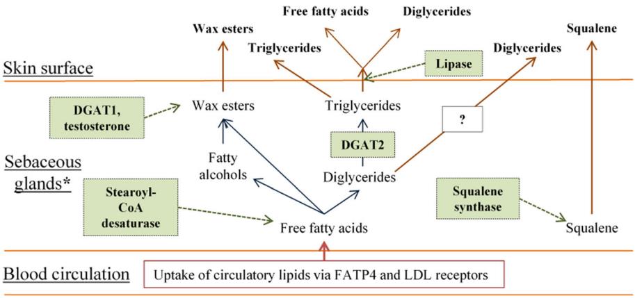 Fig.1 Sebaceous-derived skin surface lipids synthesis. (Shetage, et al., 2018)