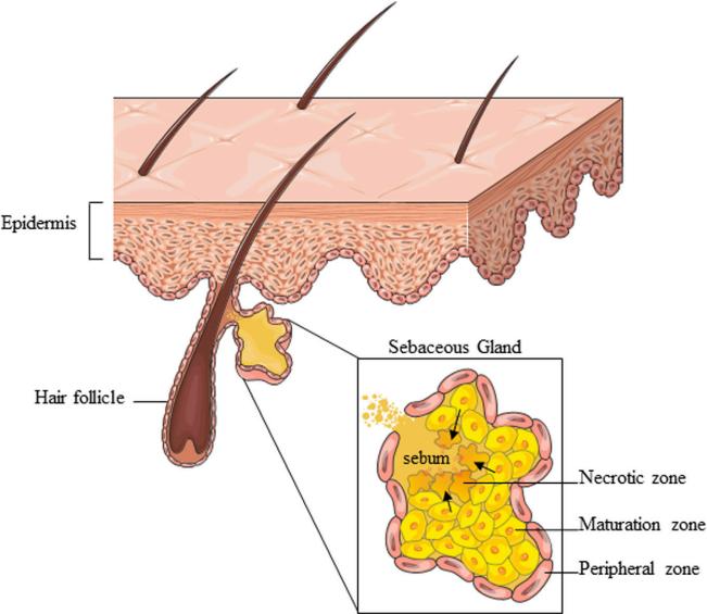 Fig.1 The general SG structure and division into zones. (Okoro, et al., 2023)