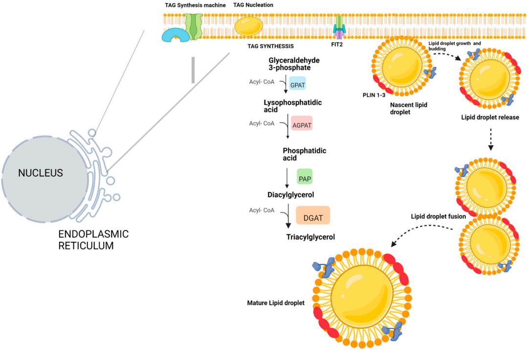 Fig.1 The formation of lipid droplets. (Herrera-Moro, et al., 2023)