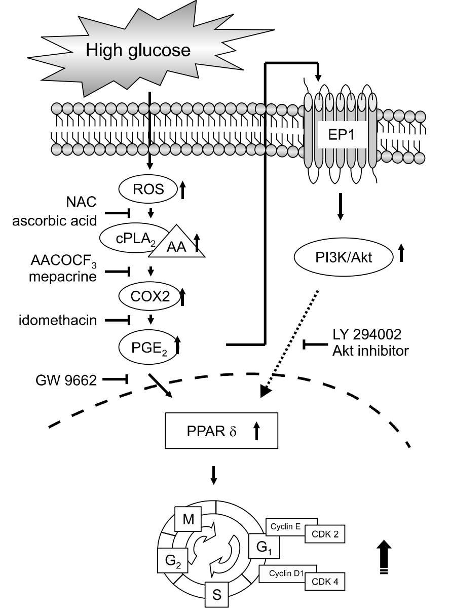 Fig.1 PPAR signaling in mice exposed to high glucose levels. (Lee, et al., 2009)