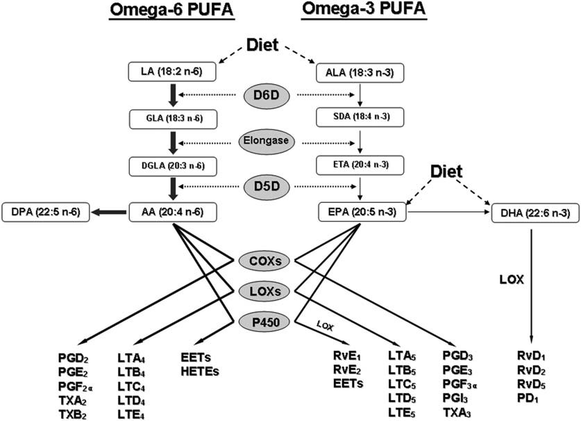 Fig.2 The role of linoleic acid in stem cell metabolism. (Kang, et al., 2014)