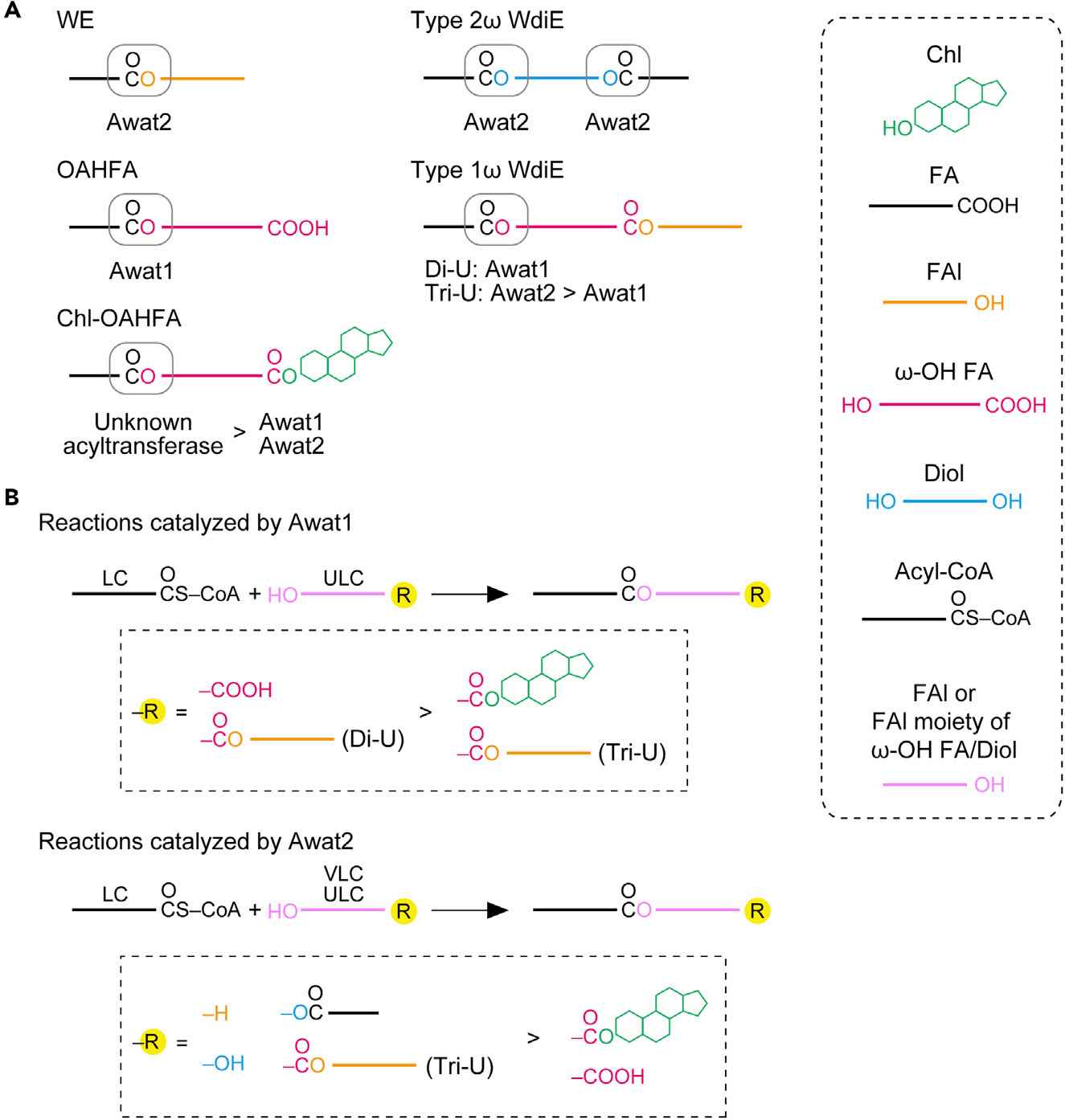 Fig.1 AWAT in diverse lipids. (Sawai, et al., 2021)