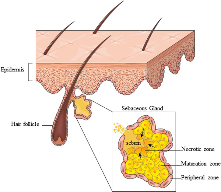 The structure of sebaceous gland. (Okoro, et al., 2023)