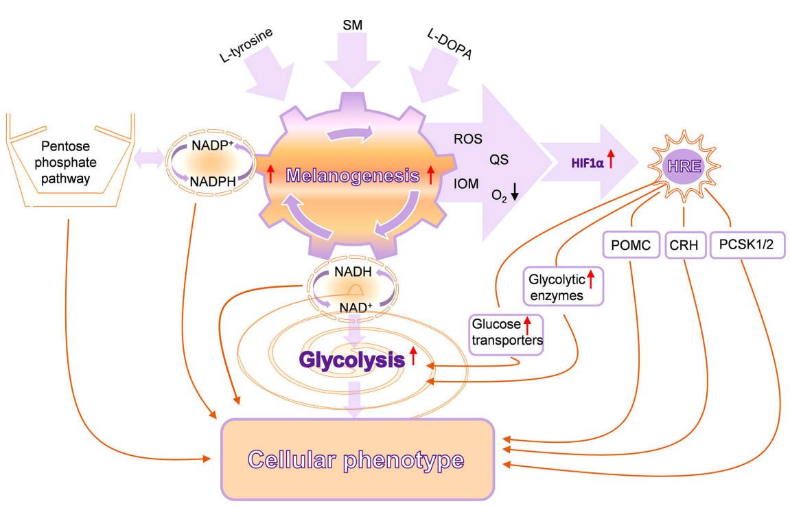 Fig.1 A model of melanogenesis pathways. (Slominski, et al., 2022)