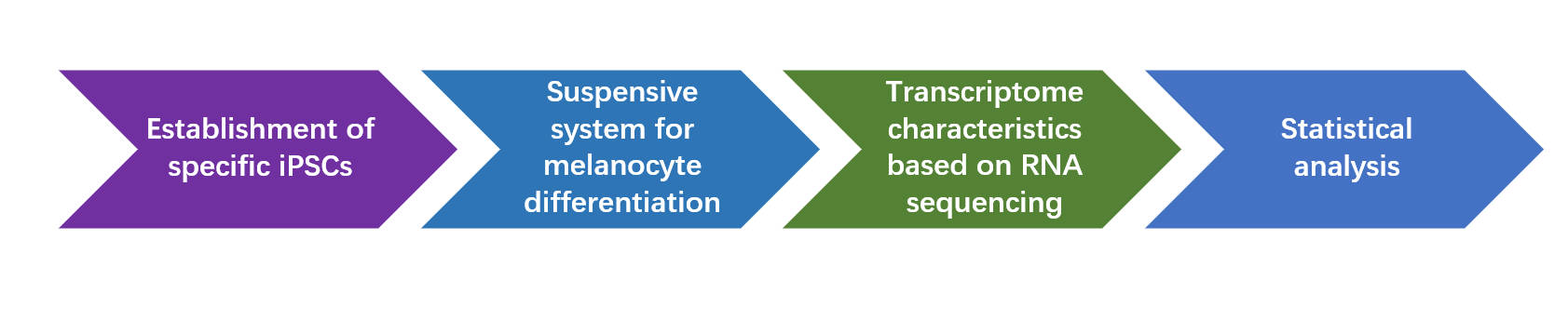 Fig.2 Workflow of melanogenesis pathway assay. (Creative Biolabs Original)