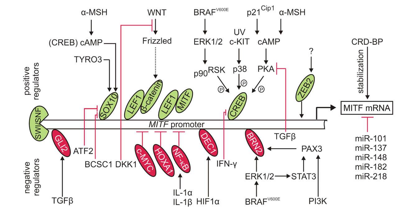 Fig.1 Regulation of MITF expression. (Hartman & Malgorzata, 2015)