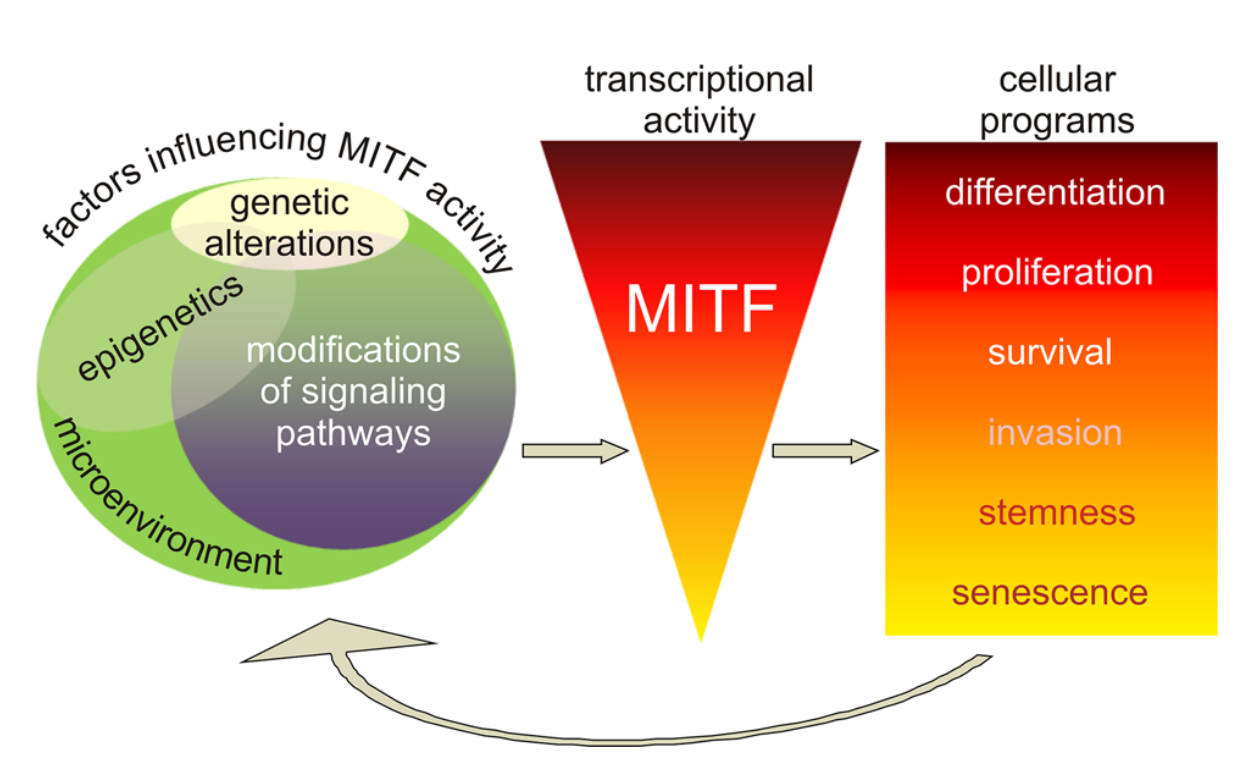 Fig.2 Activity of MITF in melanoma cells. (Hartman & Malgorzata, 2015)