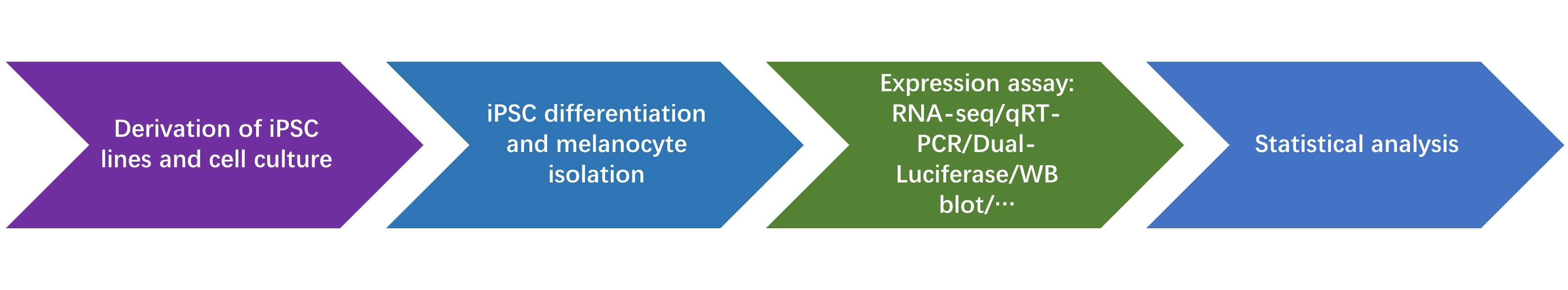 Fig.3 Workflow of MITF expression assay. (Creative Biolabs Original) 