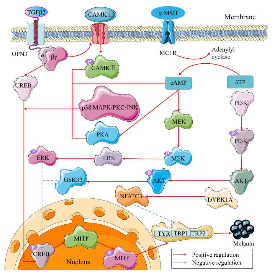 Fig.1 A possible model of tyrosinase signaling pathways. (Song, et al., 2015)