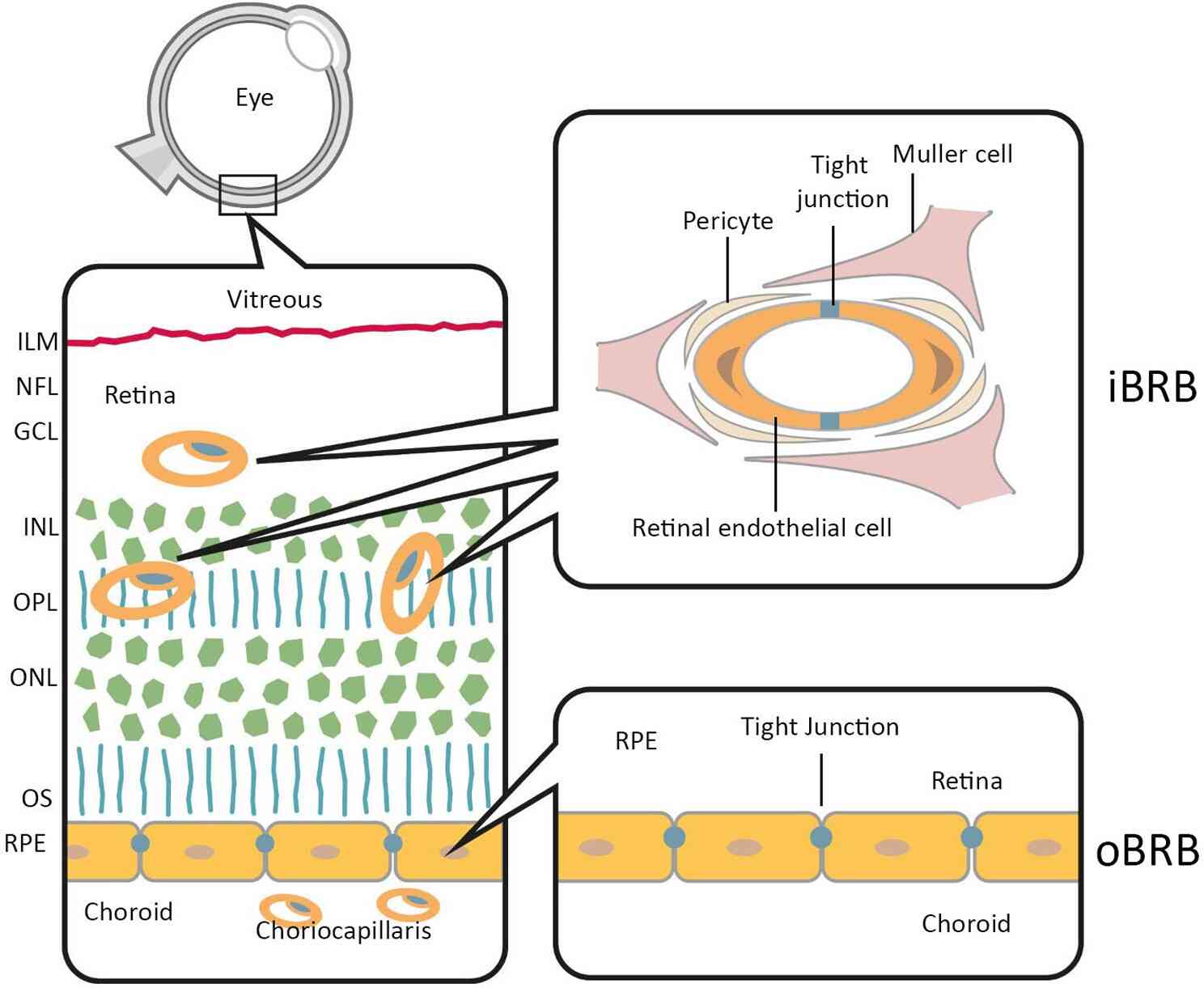 Fig.1 Diagram illustrating the BRBs. (O'Leary ＆ Campbell, 2023)