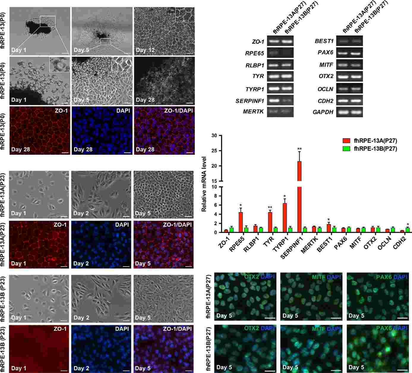 Fig. 1 Construction and characterization of fhRPE-13A and fhRPE-13B cell lines. (Shao, et al, 2017)