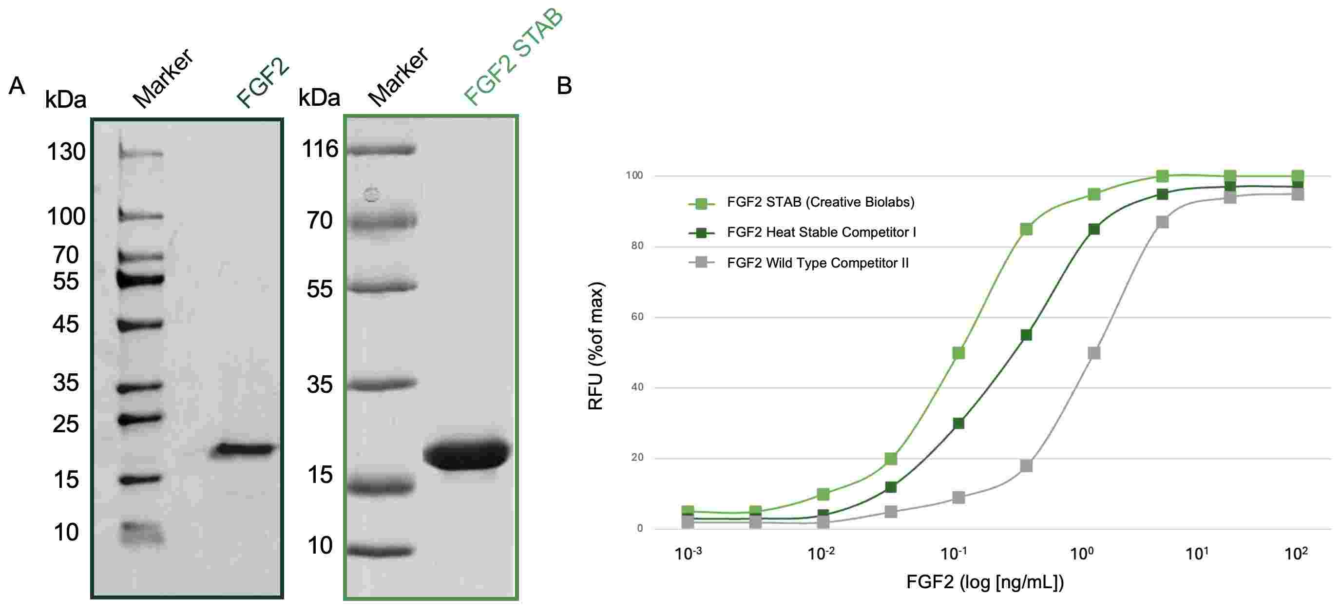 High purity of FGF2 and FGF2 STAB. The latter exhibits high bioactivity. (Creative Biolab Authorized)