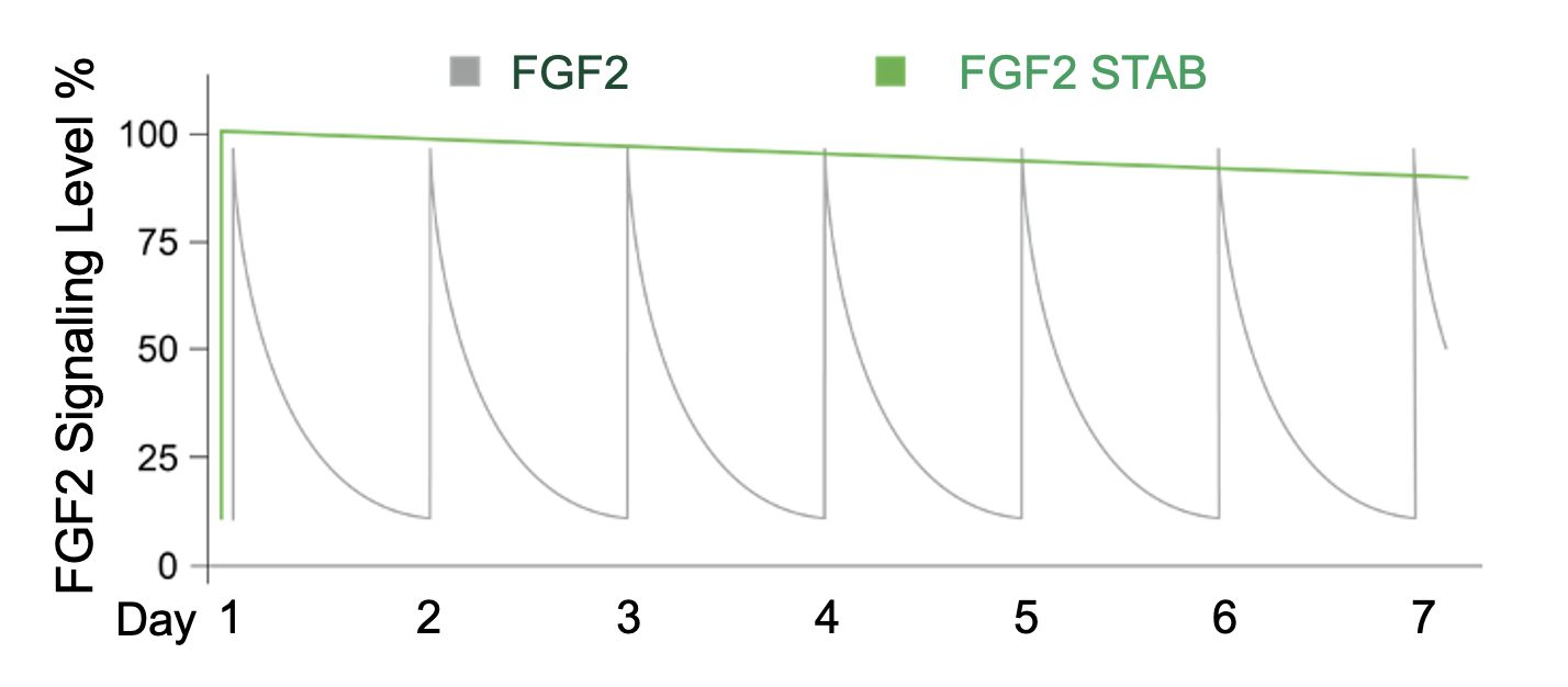 Long-term bioactivity of FGF2 STAB. (Creative Biolab Authorized)