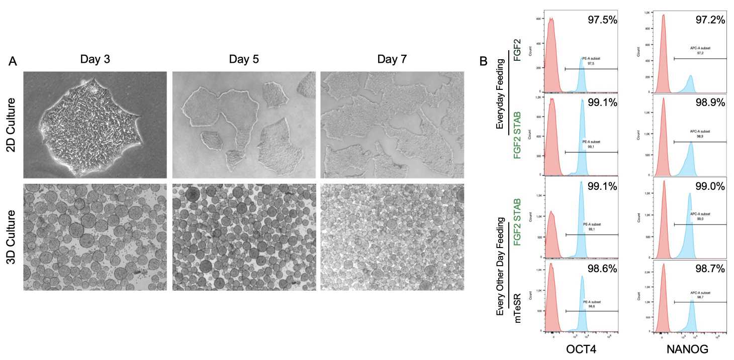 FGF2 and FGF2 STAB fit human iPSC culture. (Creative Biolab Authorized)